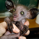 A young aye-aye is held by a human.